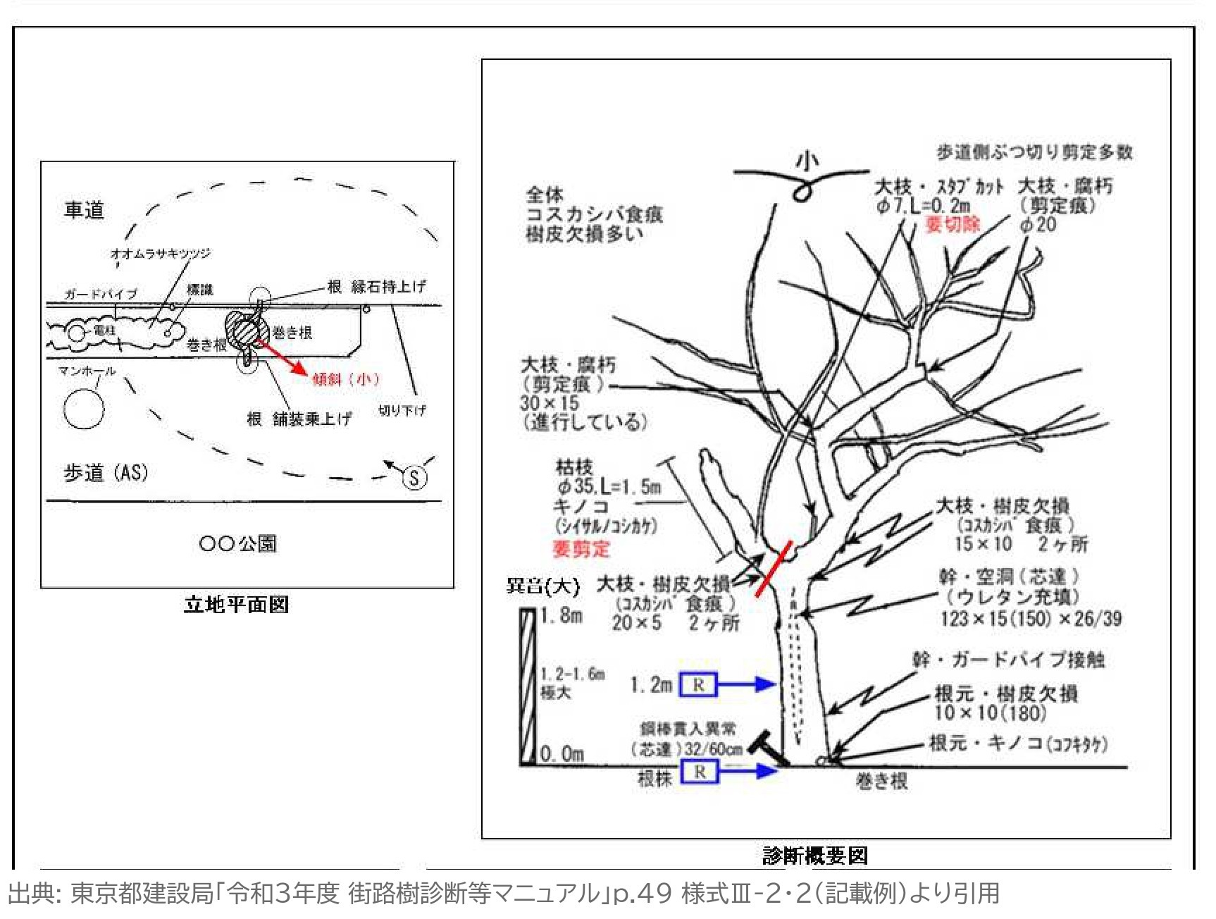街路樹診断カルテ 記載例 立地平面図と診断概要図 東京都 街路樹診断等マニュアル