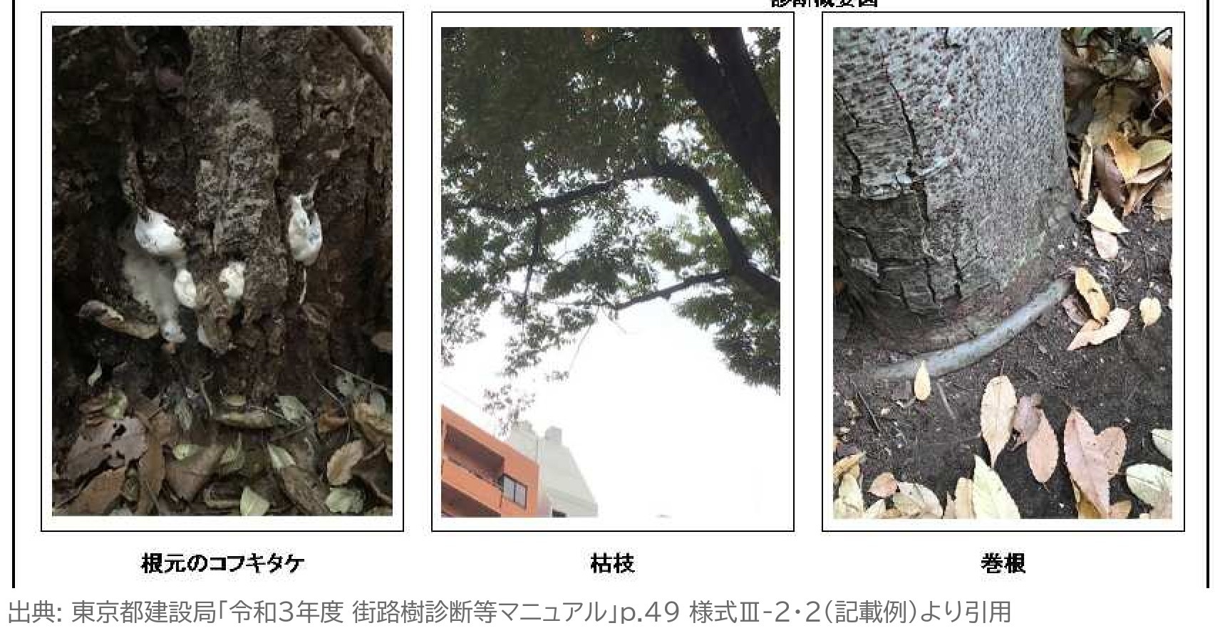 街路樹診断カルテ 記載例 写真 東京都 街路樹診断等マニュアル