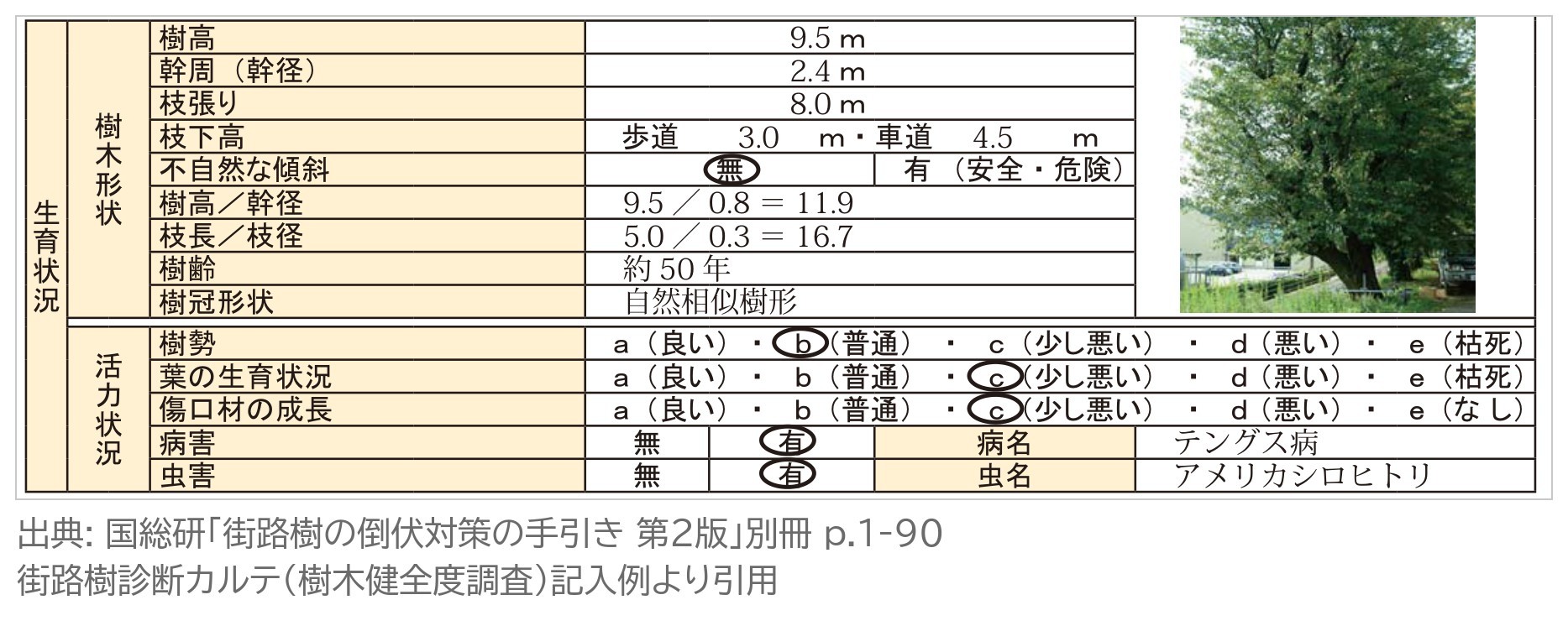 街路樹診断カルテ 生育状況 樹木形状 活力状況 樹勢 葉の生育状況 傷口材の成長 病害 虫害 記入例