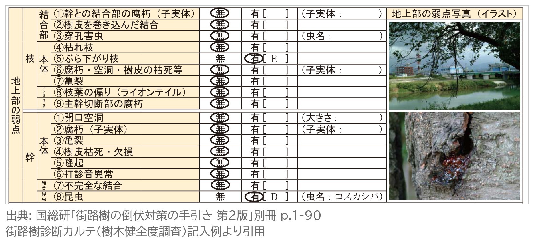 街路樹診断カルテ 地上部の弱点 枝 結合部 本体 幹 開口空洞 腐朽 昆虫 コスカシバ ぶら下がり枝 記入例