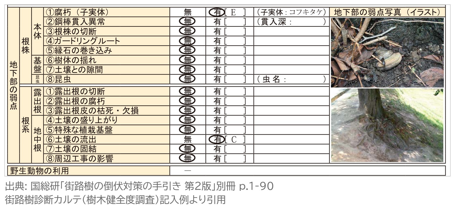 街路樹診断カルテ 地下部の弱点 根株 腐朽 子実体 コフキタケ 根系 露出根 地中根 土壌の流出 記入例