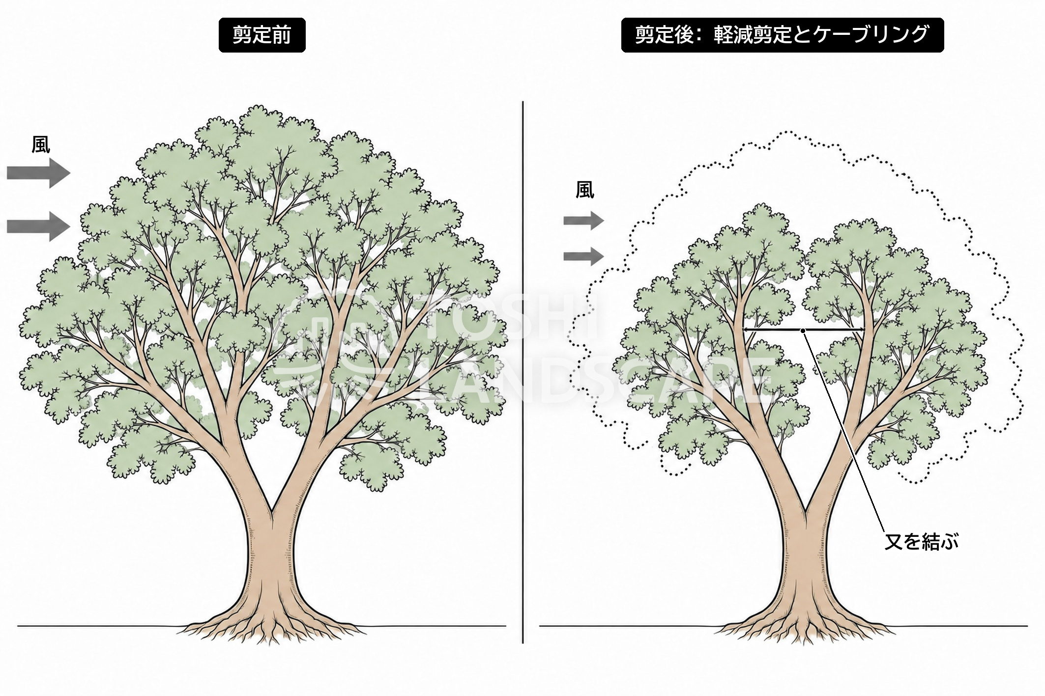 軽減剪定 ケーブリング 組み合わせ 樹冠 風 又 支え イラスト