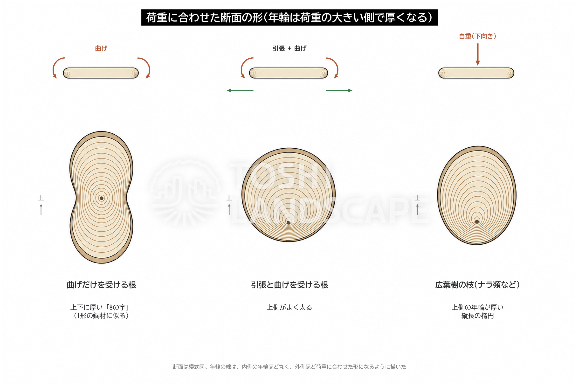 根の断面 8の字 I形 枝の断面 楕円 あて材 年輪 一様応力 図解