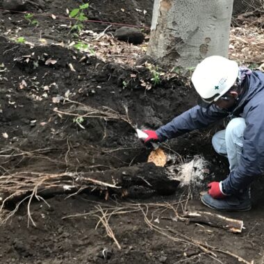 根の掘り出し 掘削 根系 作業スタッフ 根系試掘調査