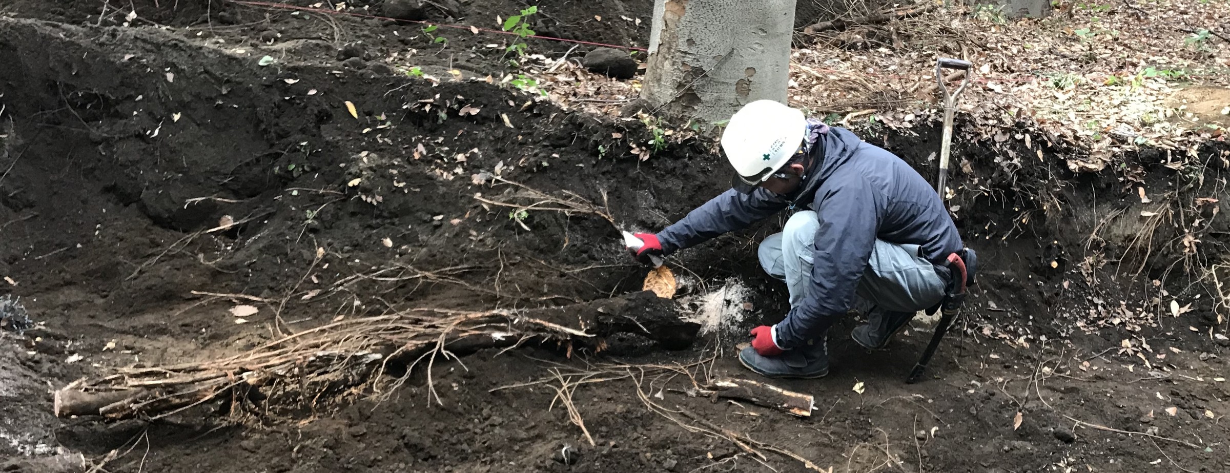 根の掘り出し 掘削 根系 作業スタッフ 根系試掘調査