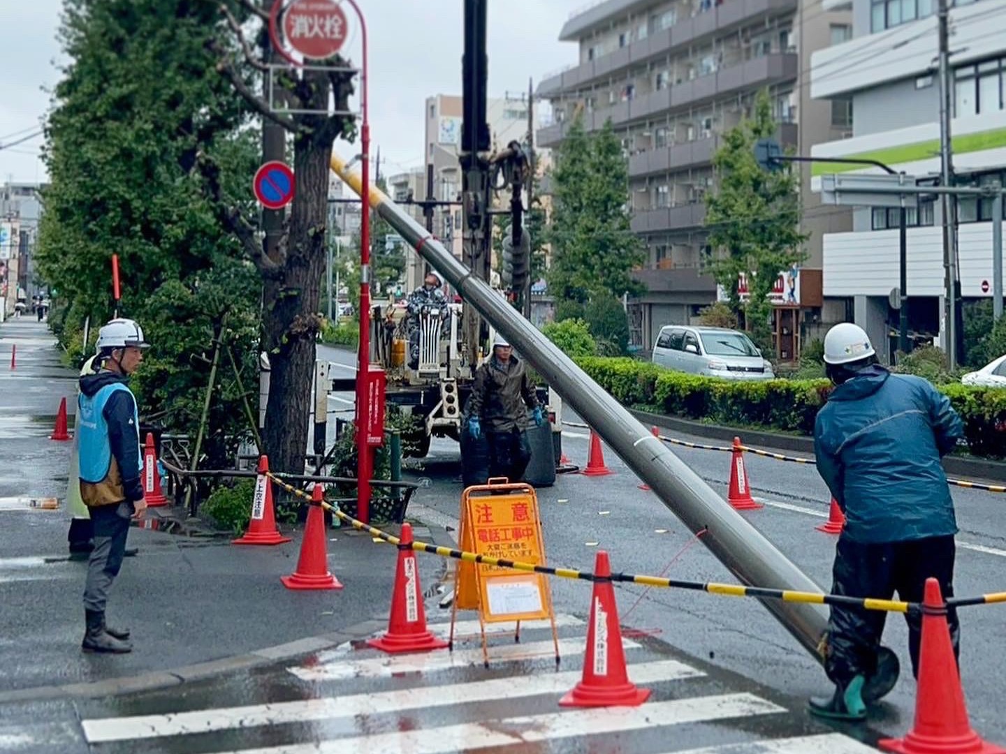 電柱設置工事に伴う根系調査