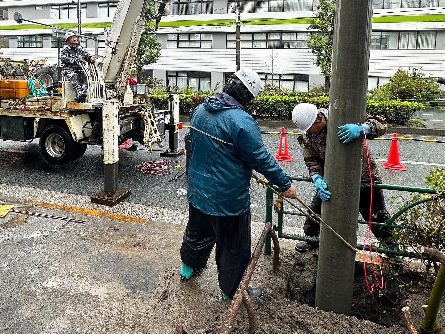 電柱設置工事に伴う根系調査