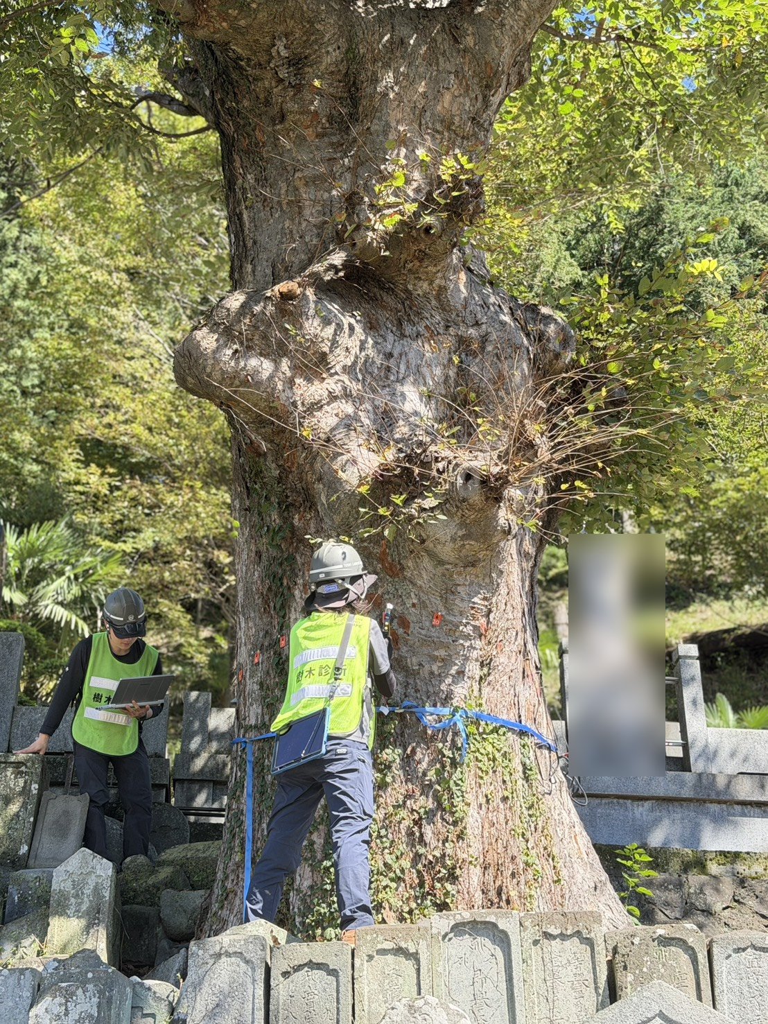ケヤキ 根元 機器診断 ピカス 測定 樹木医