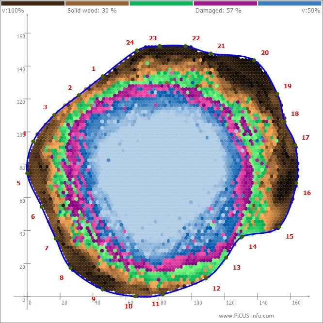ピカス 断面図 ケヤキ 腐朽空洞率 70% 地上0.3m