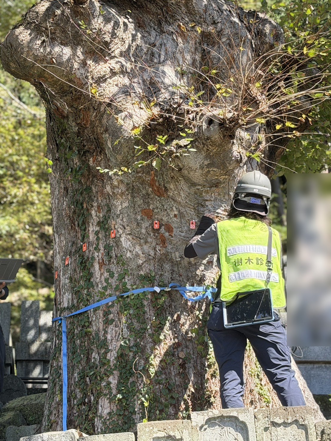 ケヤキ 幹 枝切除痕 腐朽 外観診断 樹木医