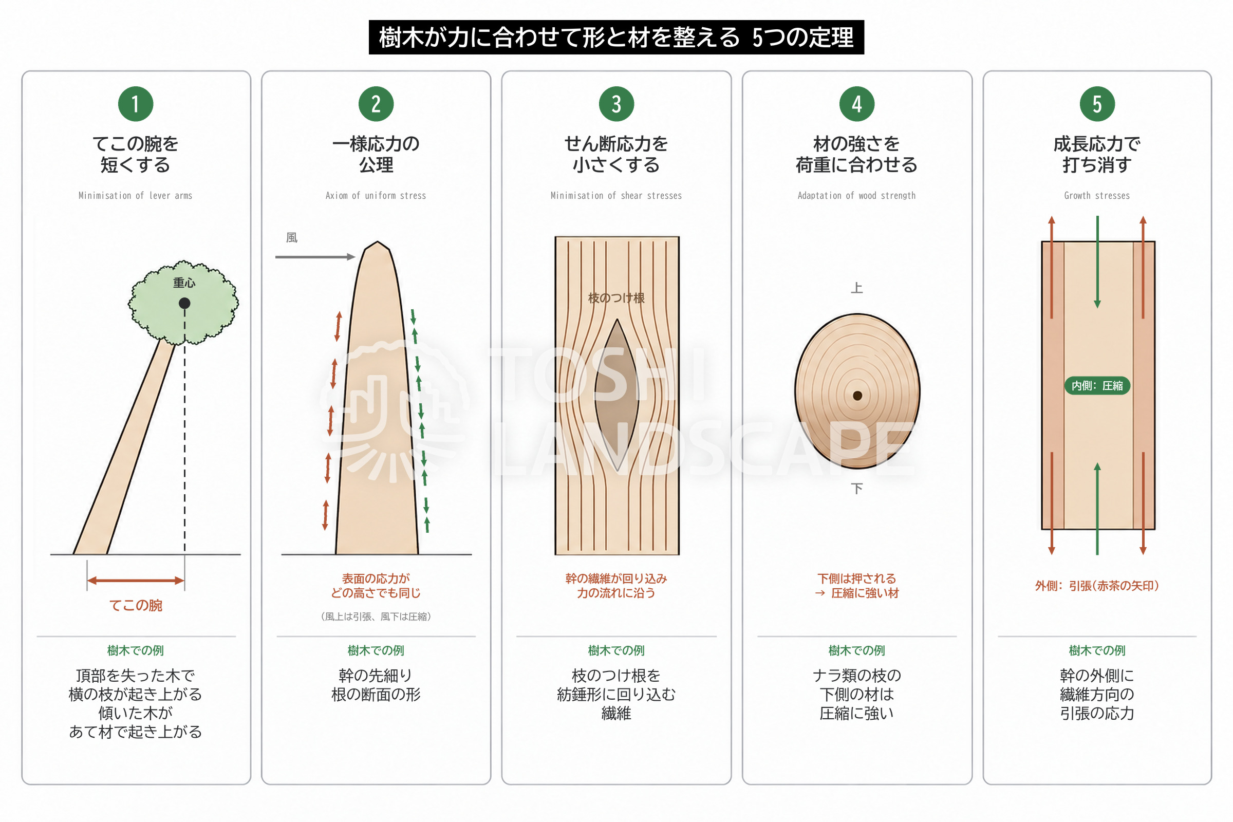一様応力の公理 てこの腕 せん断応力 材の強さ 成長応力 5つの定理 樹木 図解