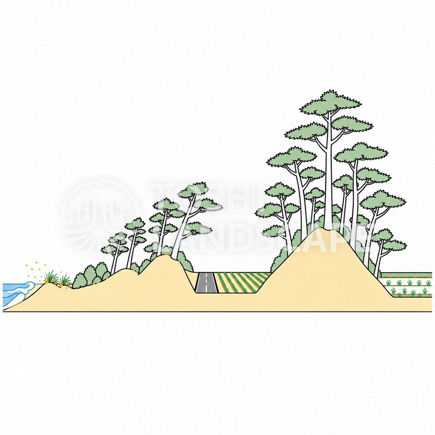 庄内海岸林 断面 砂丘 クロマツ 海岸林 松枯れ 山形県