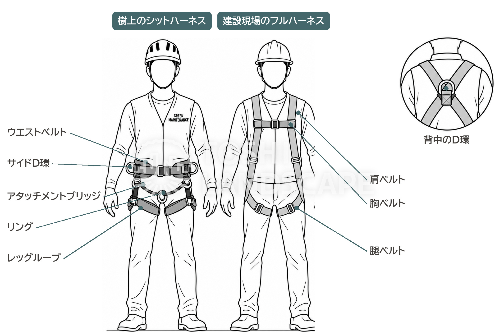 シットハーネス フルハーネス 墜落制止用器具 比較 ウエストベルト レッグループ 肩ベルト 背中のD環 イラスト