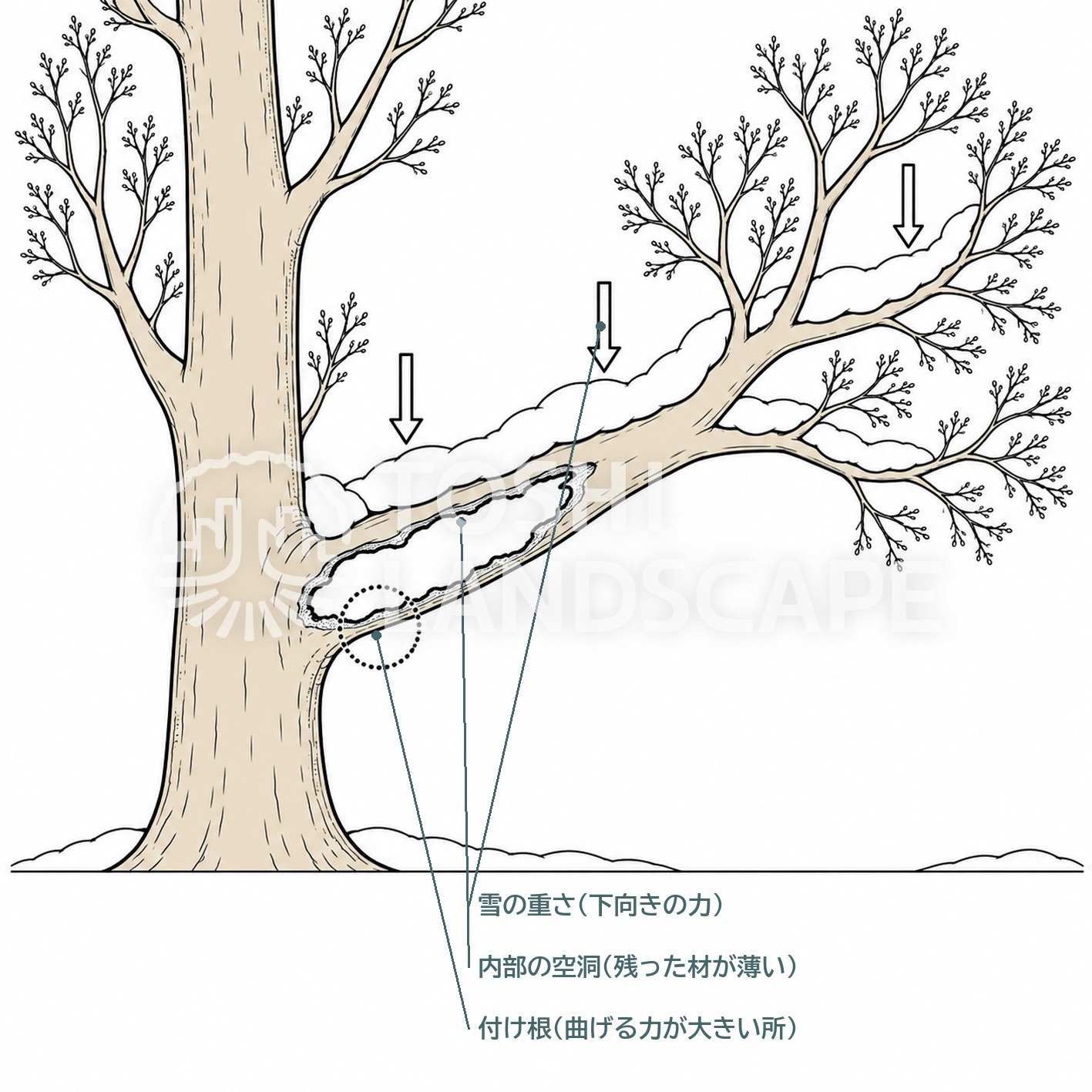 着雪 雪の重さ 空洞 大枝 付け根 ケヤキ 冬 イラスト