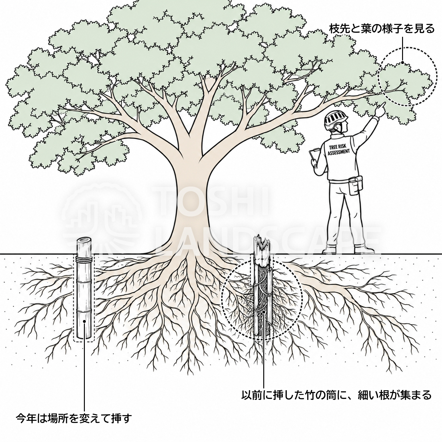土壌改良 施工後 経過観察 割竹 細根 樹勢 樹木医 イラスト