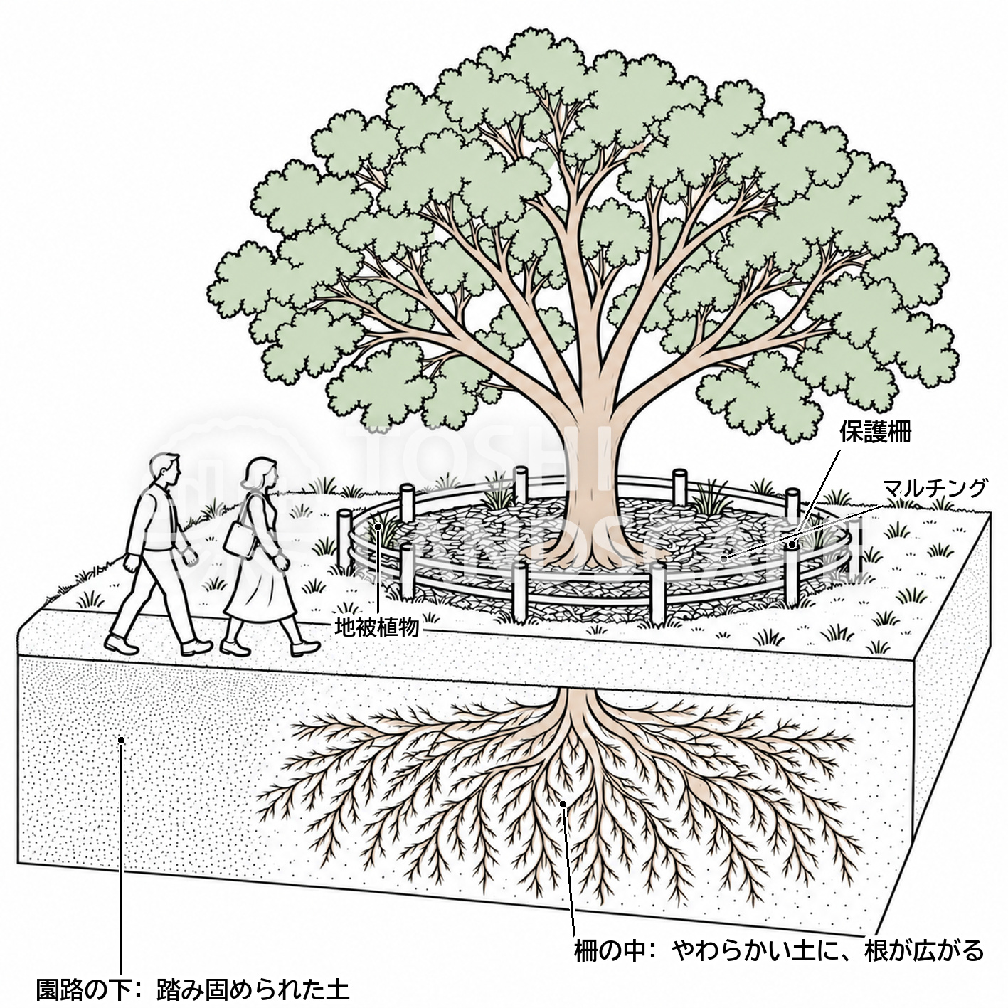 踏圧防止 植樹保護柵 マルチング 地被植物 土壌改良 根 イラスト