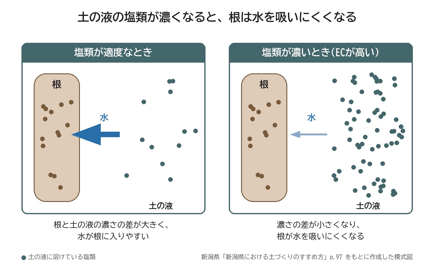 土壌 EC 高い 塩類 浸透圧 根 水 吸収 模式図