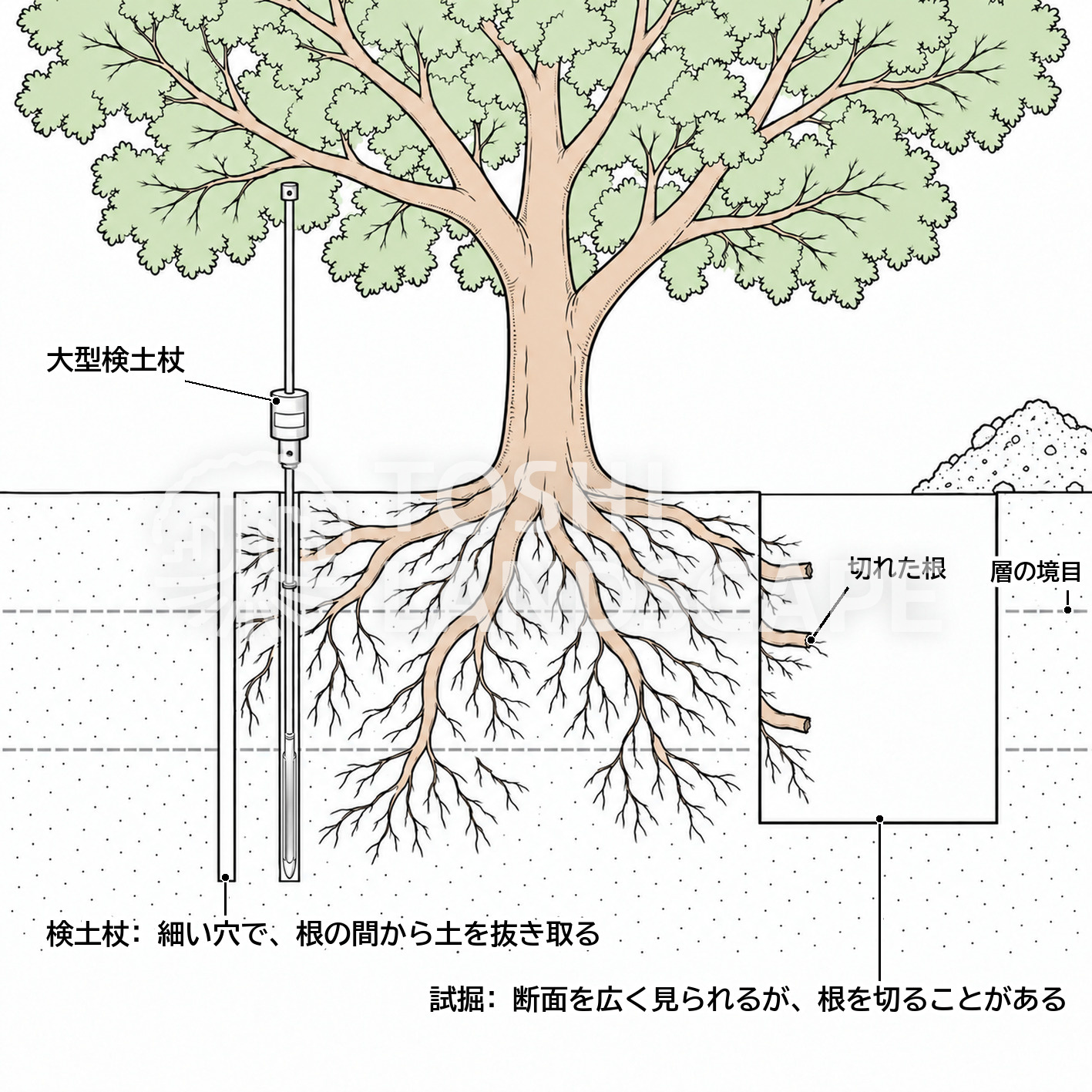 検土杖 試掘 土壌断面調査 違い 根 植栽基盤 イラスト