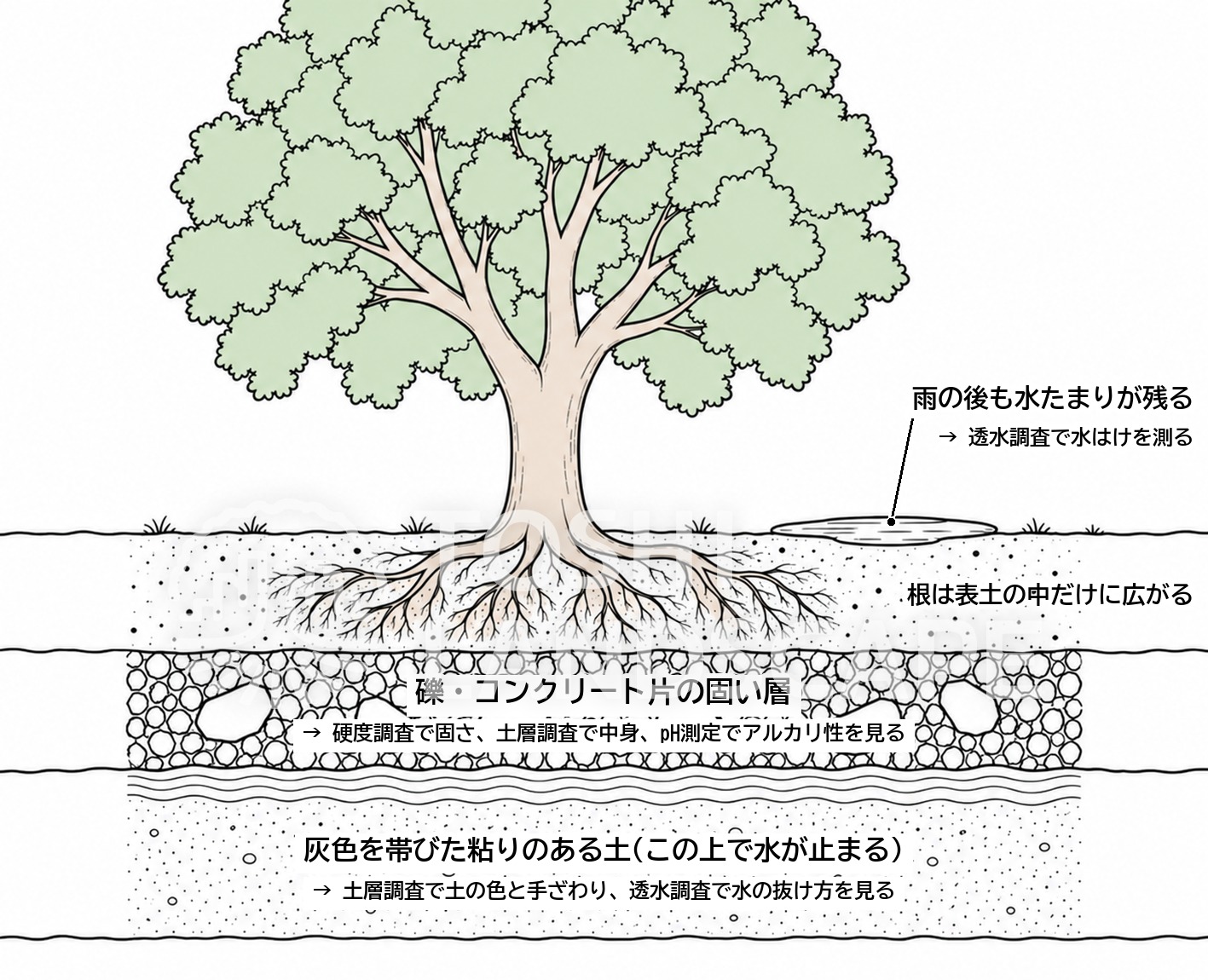 土壌調査 結果 読み方 植栽基盤 固い層 水はけ 土層 pH イラスト