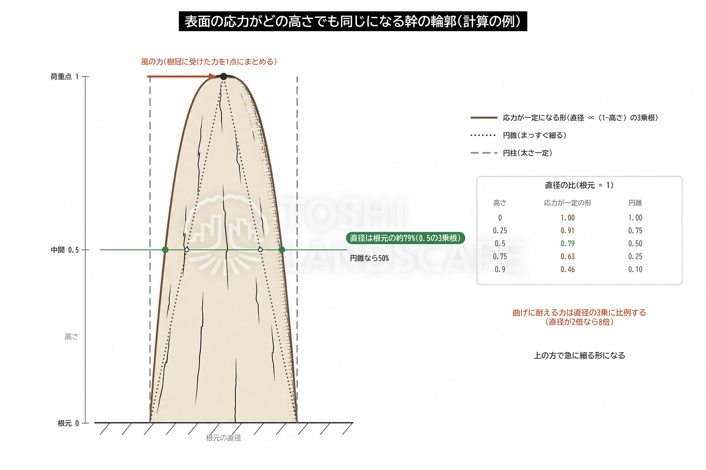 幹の先細り 3乗根 一様応力 円錐 円柱 曲げモーメント 比較 計算 図解