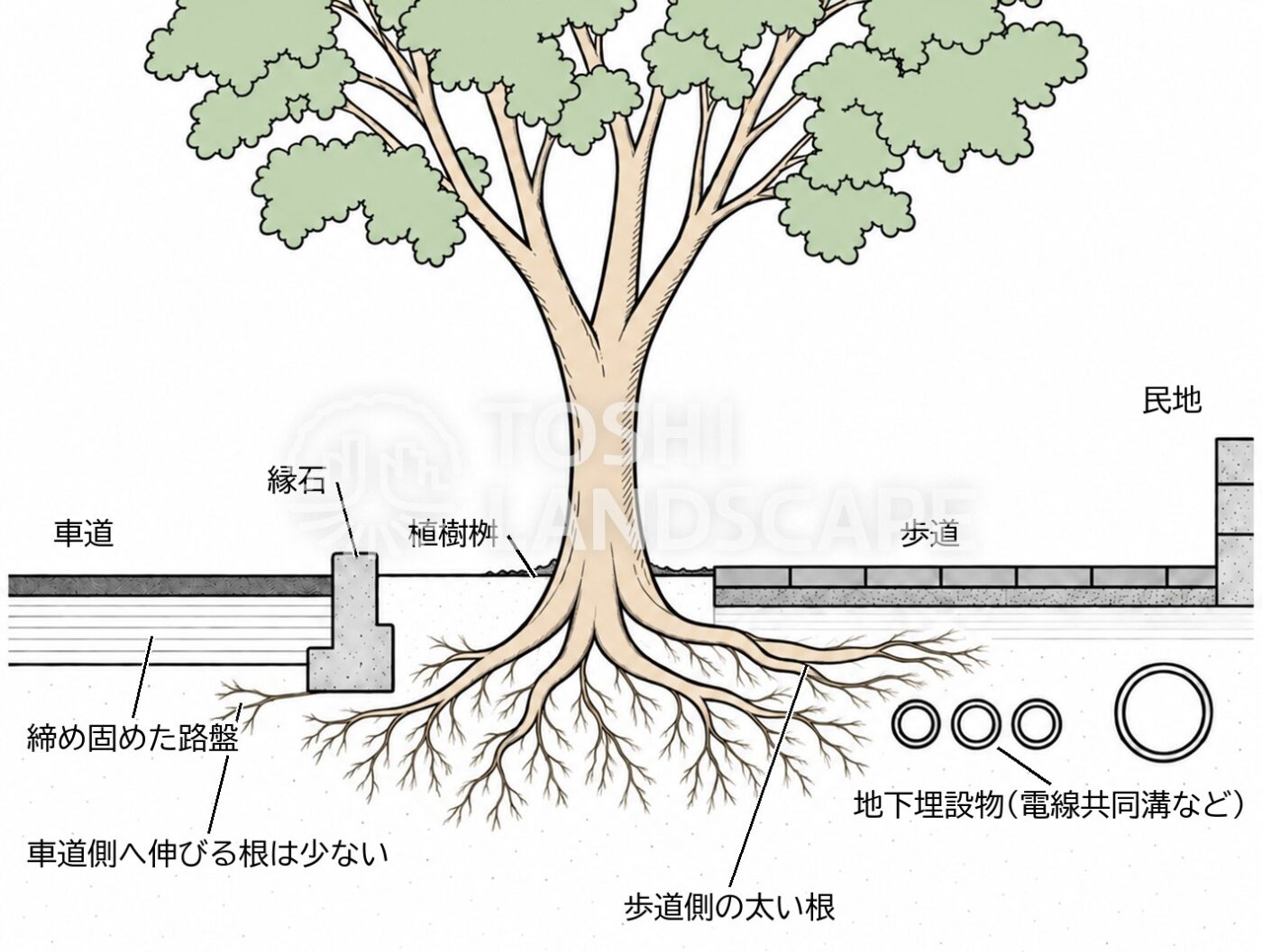 街路樹 根 植樹桝 歩道 車道 地下埋設物 断面 掘削工事