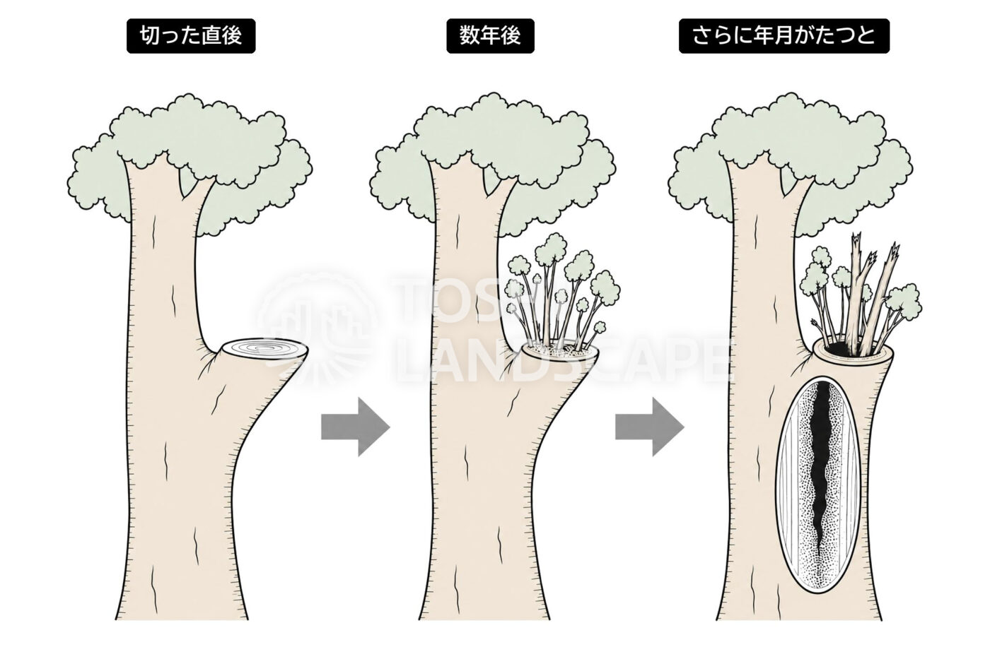 強剪定 切り口 腐朽 ウロ 樹洞 幹 断面 イラスト