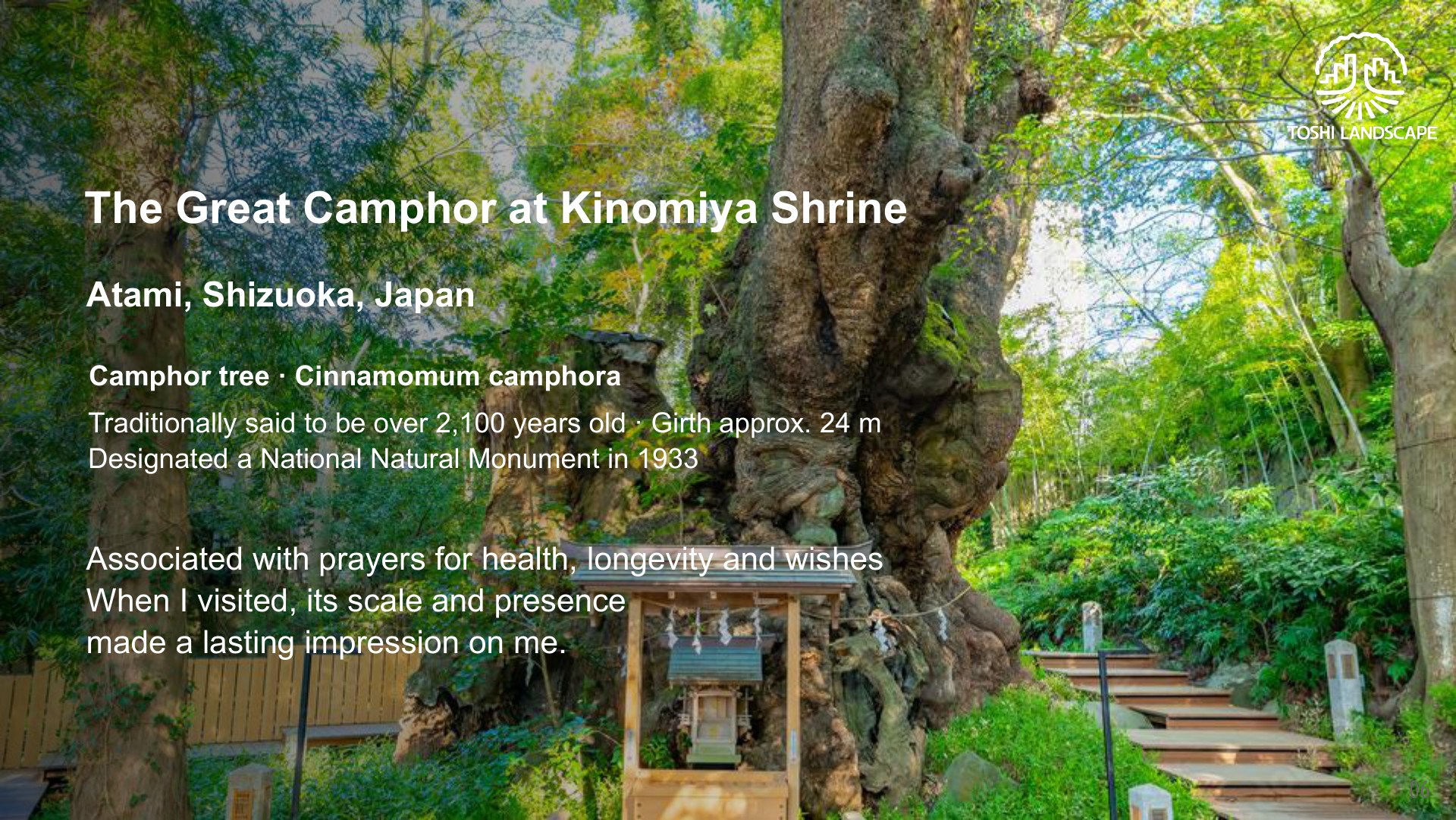 來宮神社 大楠 クスノキ 熱海 天然記念物 樹齢2100年 幹周24m