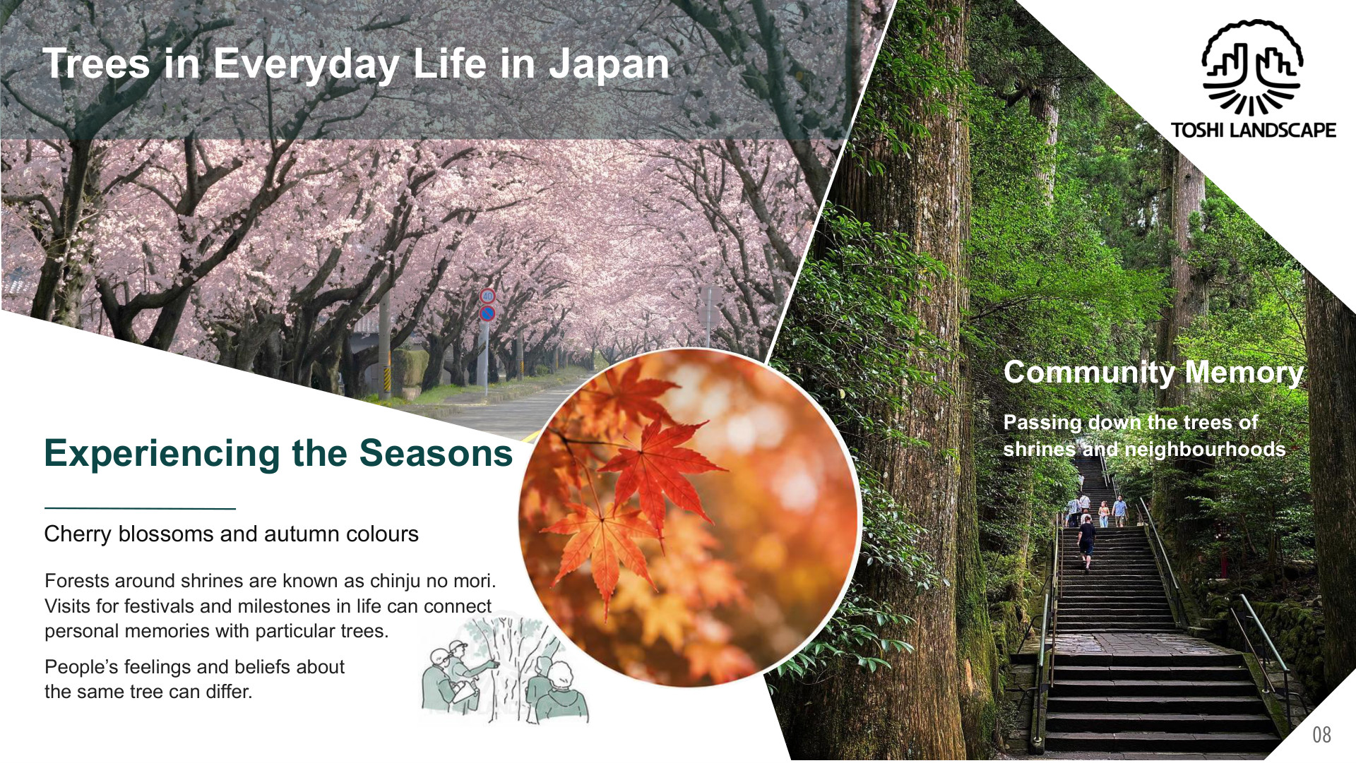 桜並木 紅葉 鎮守の森 参道 日本の暮らしの中の樹木
