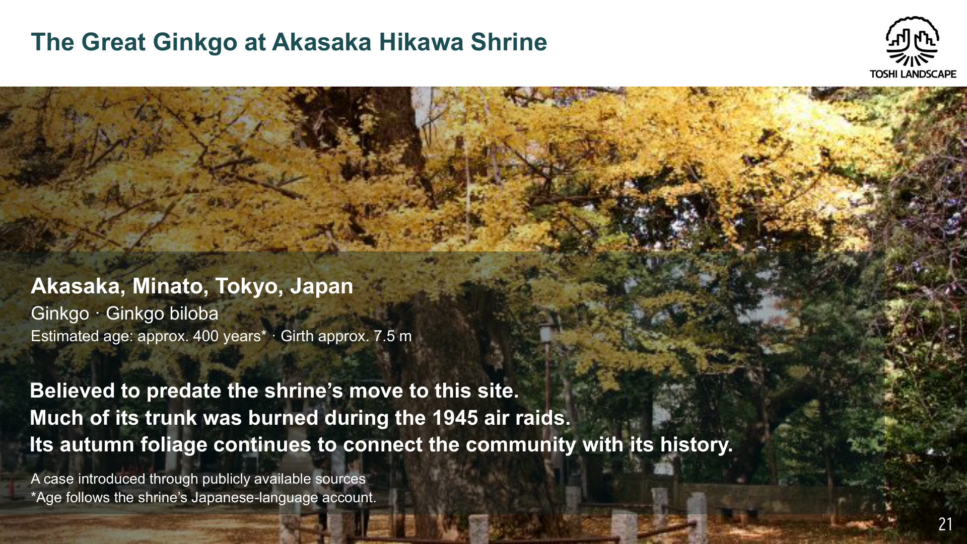 赤坂氷川神社 大イチョウ 樹齢400年 幹周7.5m 東京大空襲 黄葉
