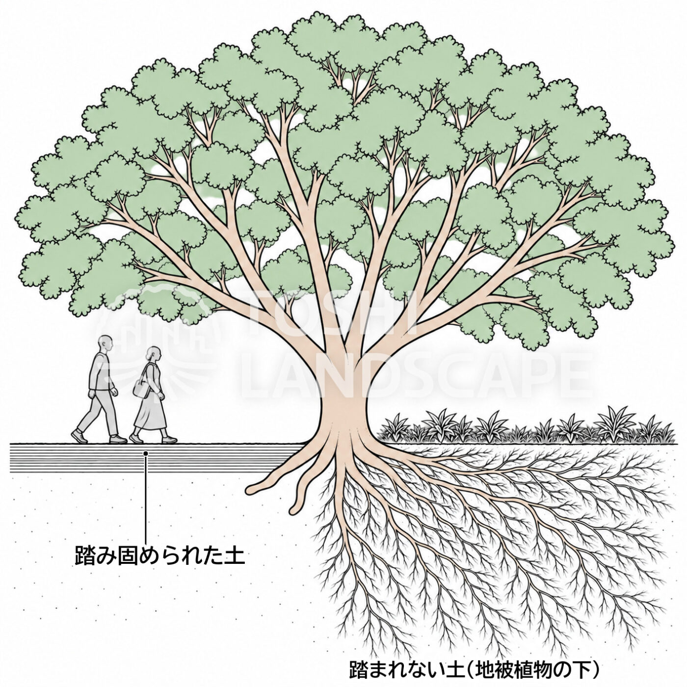 踏圧 締め固め 根元 土壌 固結 根 樹木 イラスト