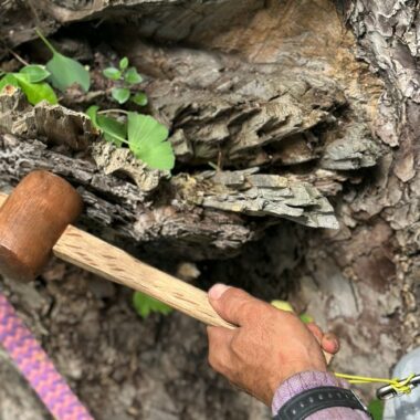 伐採 残す 樹木診断 外観診断 樹木医 空洞
