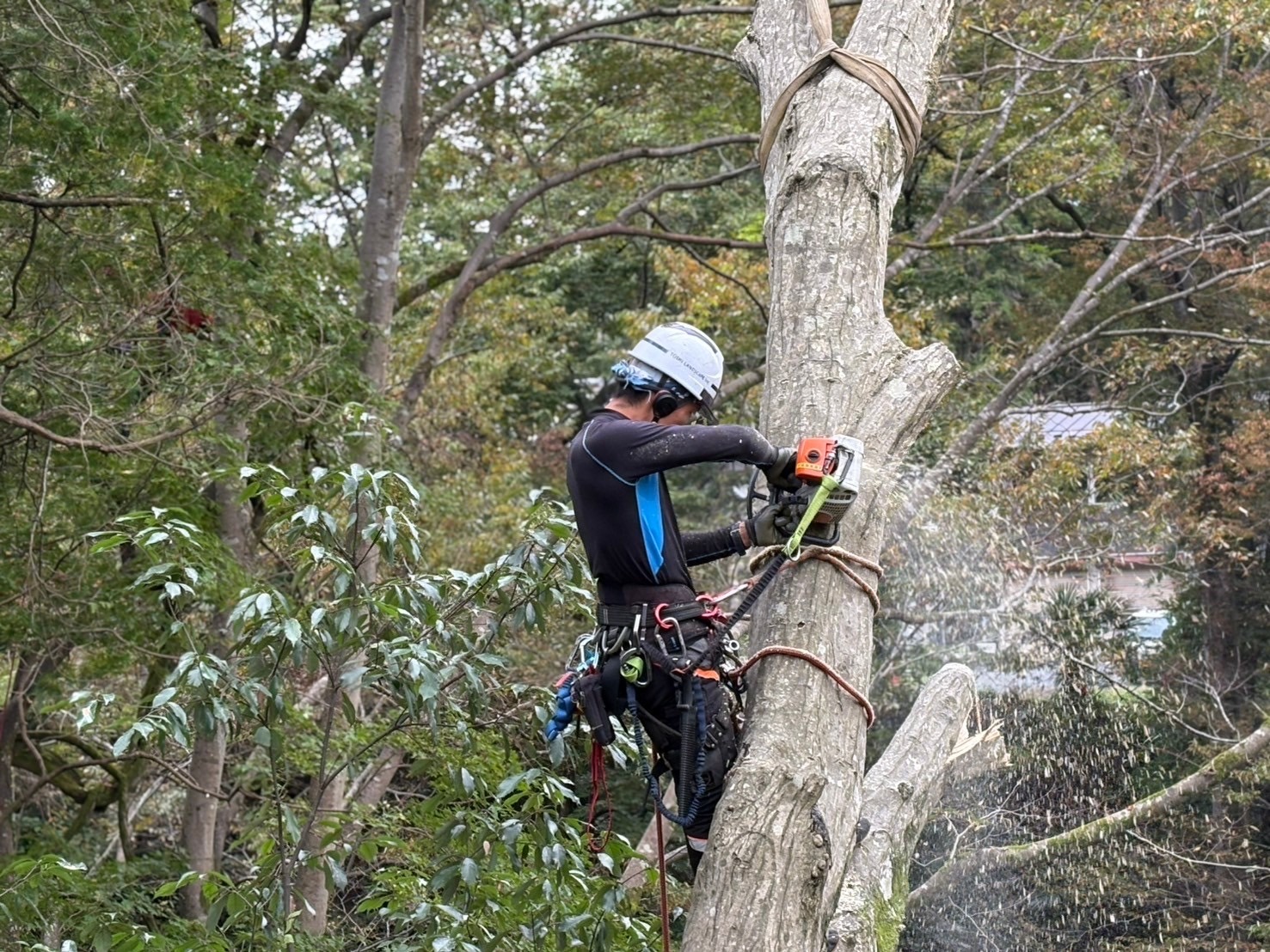 伐木作業 安全 樹上 チェーンソー 保護帽 特殊伐採 樹木医
