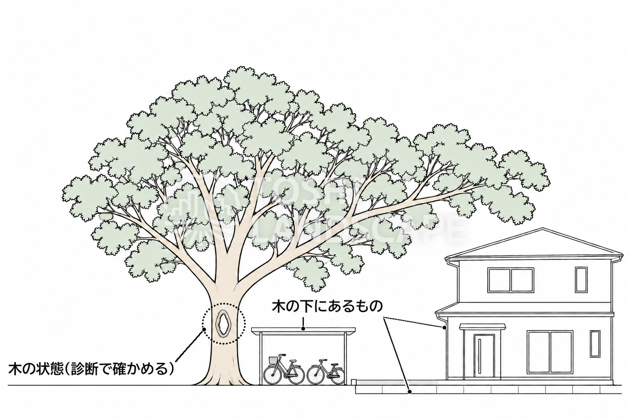 樹木 空洞 木の下 駐輪場 樹木診断