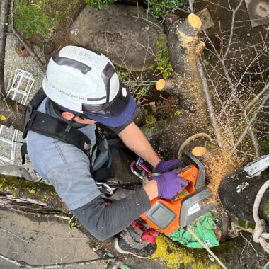 特殊伐採 住宅地 建物の間 伐採 ツリークライミング 樹木医