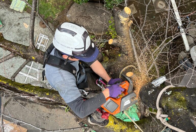 特殊伐採 住宅地 建物の間 伐採 ツリークライミング 樹木医