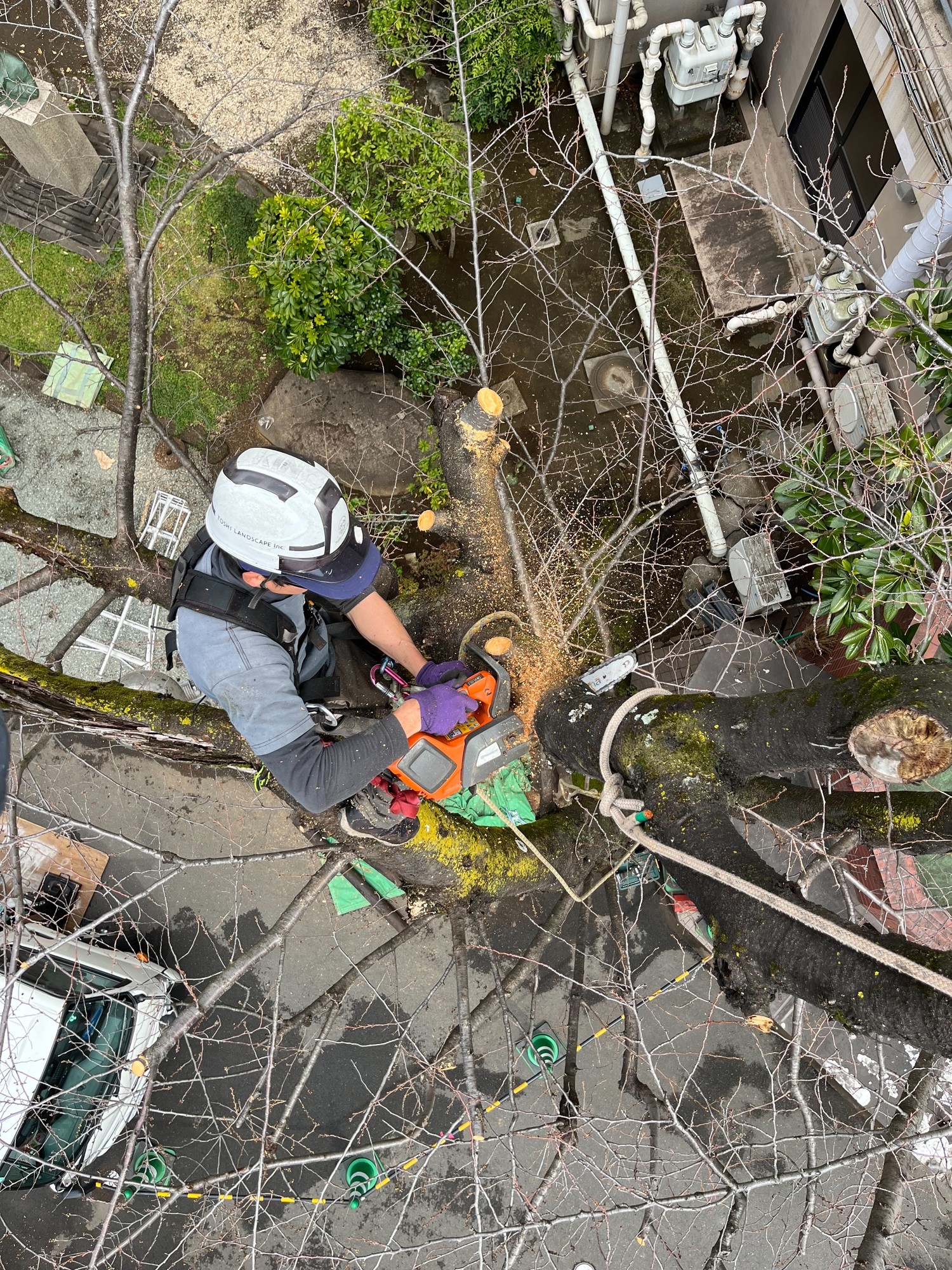 特殊伐採 住宅地 建物の間 伐採 ツリークライミング チェーンソー