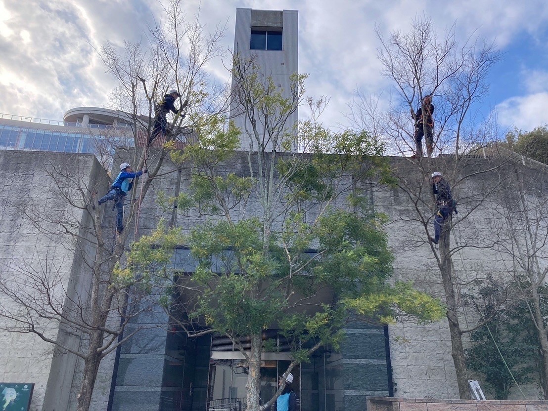 樹上作業 ツリークライミング 高木剪定 地上作業員 建物前 トシ・ランドスケープ