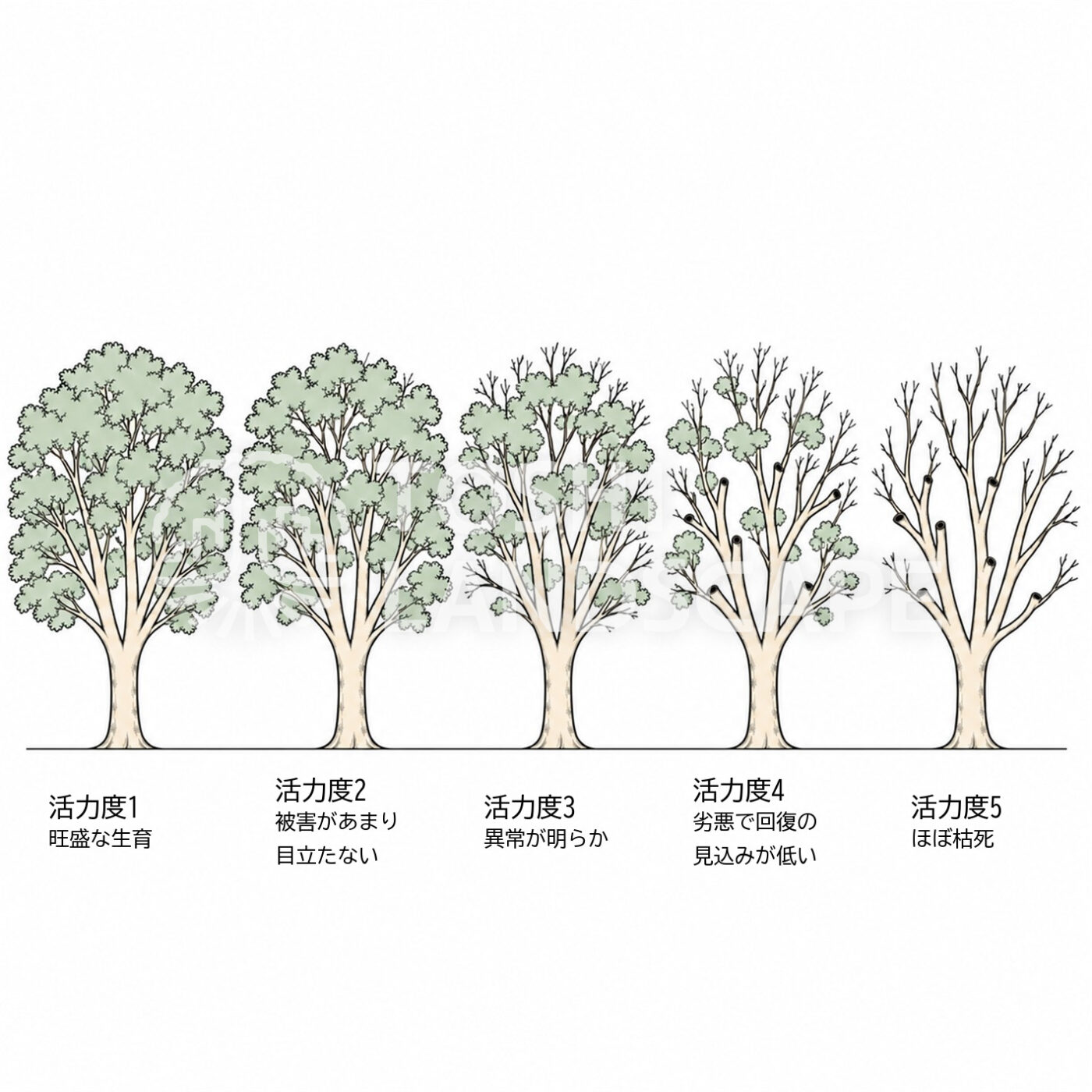 活力度 5段階 樹勢 回復の見込み イラスト