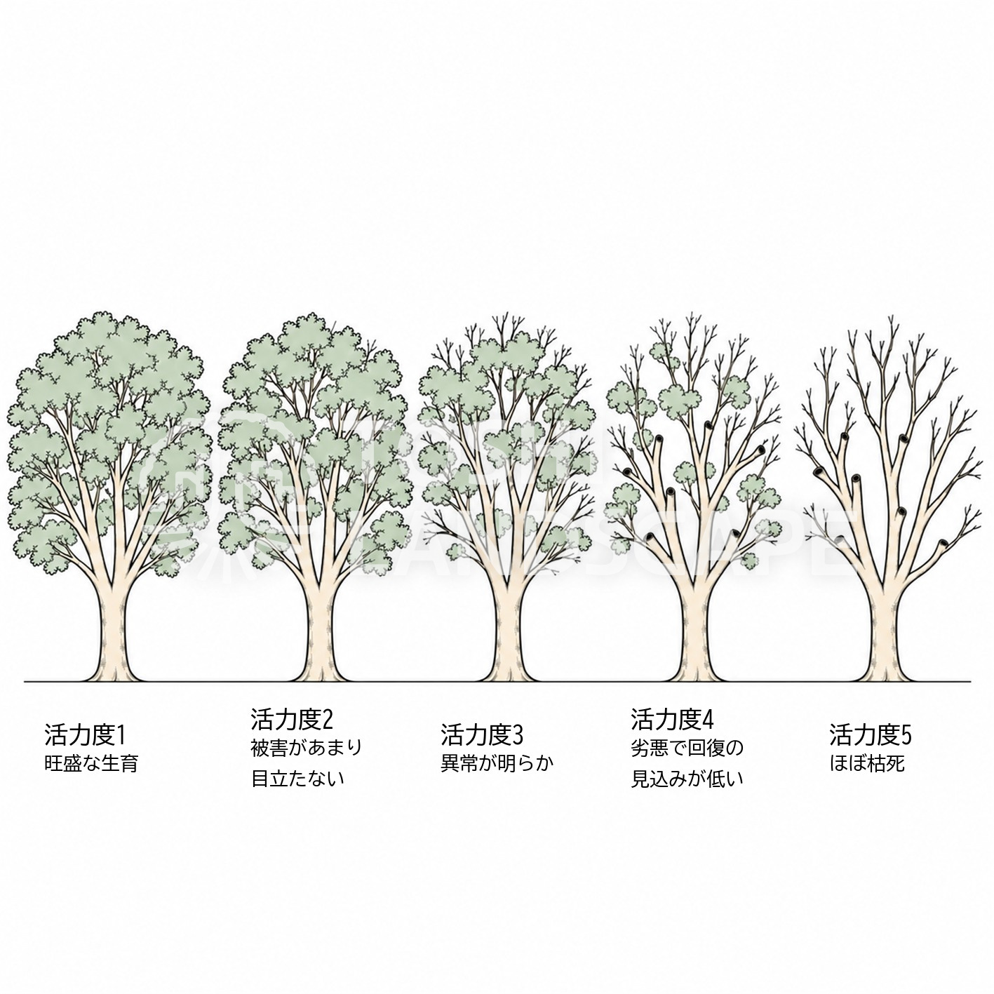 活力度 5段階 樹勢 樹形 街路樹診断 判定基準