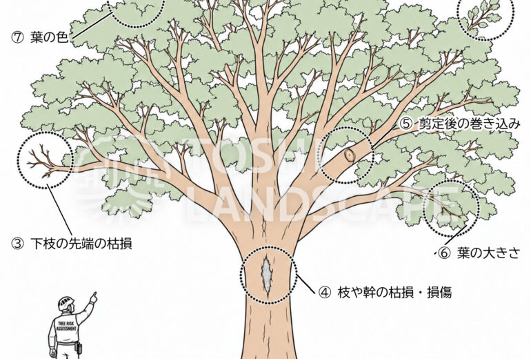 樹勢 活力診断 7つの視点 枝の伸長量 梢端の枯損 葉の大きさ 葉の色