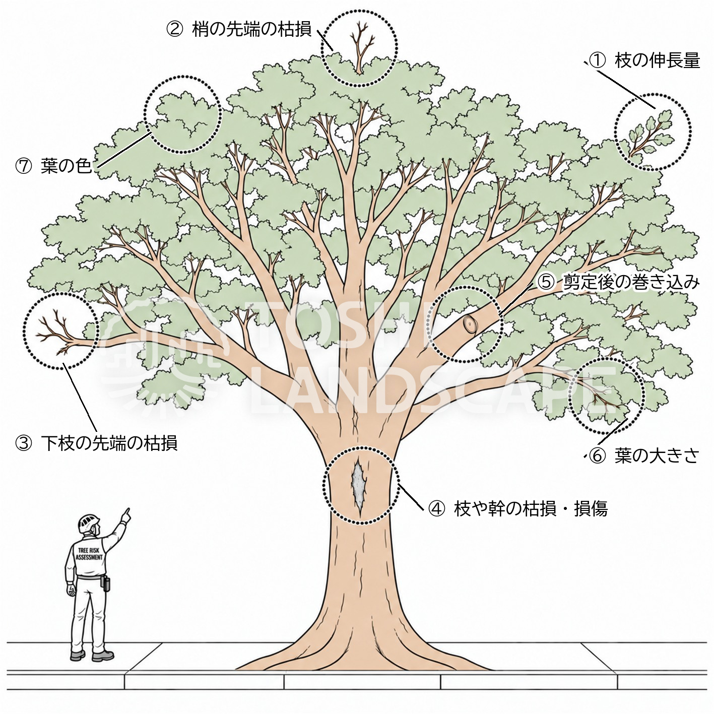 樹勢 活力診断 7つの視点 枝の伸長量 梢端の枯損 葉の大きさ 葉の色