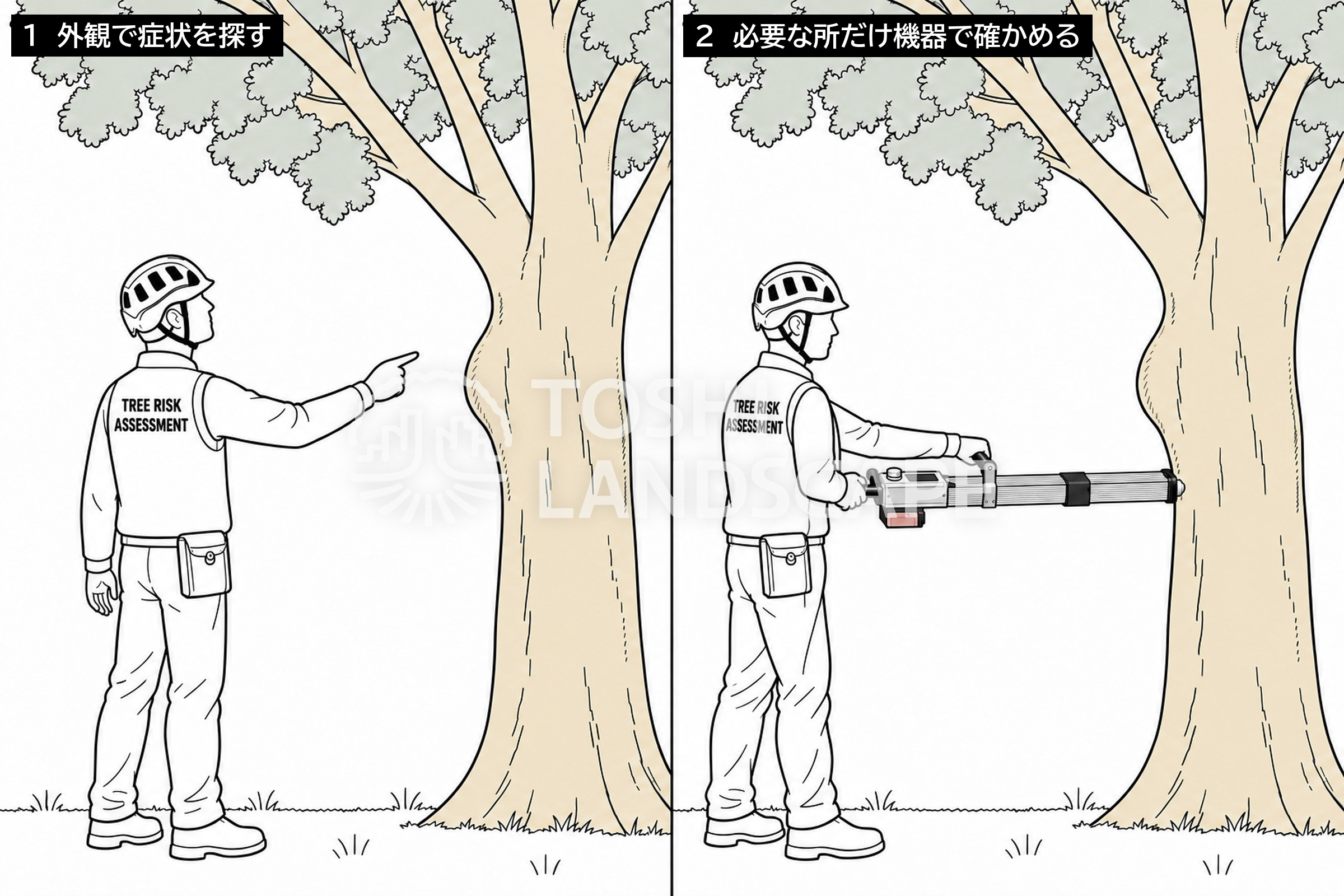 外観診断 機器診断 樹木医 樹木診断