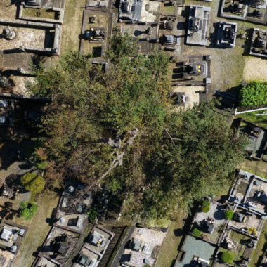 ドローンで真上から撮影した大径木の樹冠と周りの墓地