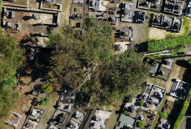 ドローンで真上から撮影した大径木の樹冠と周りの墓地