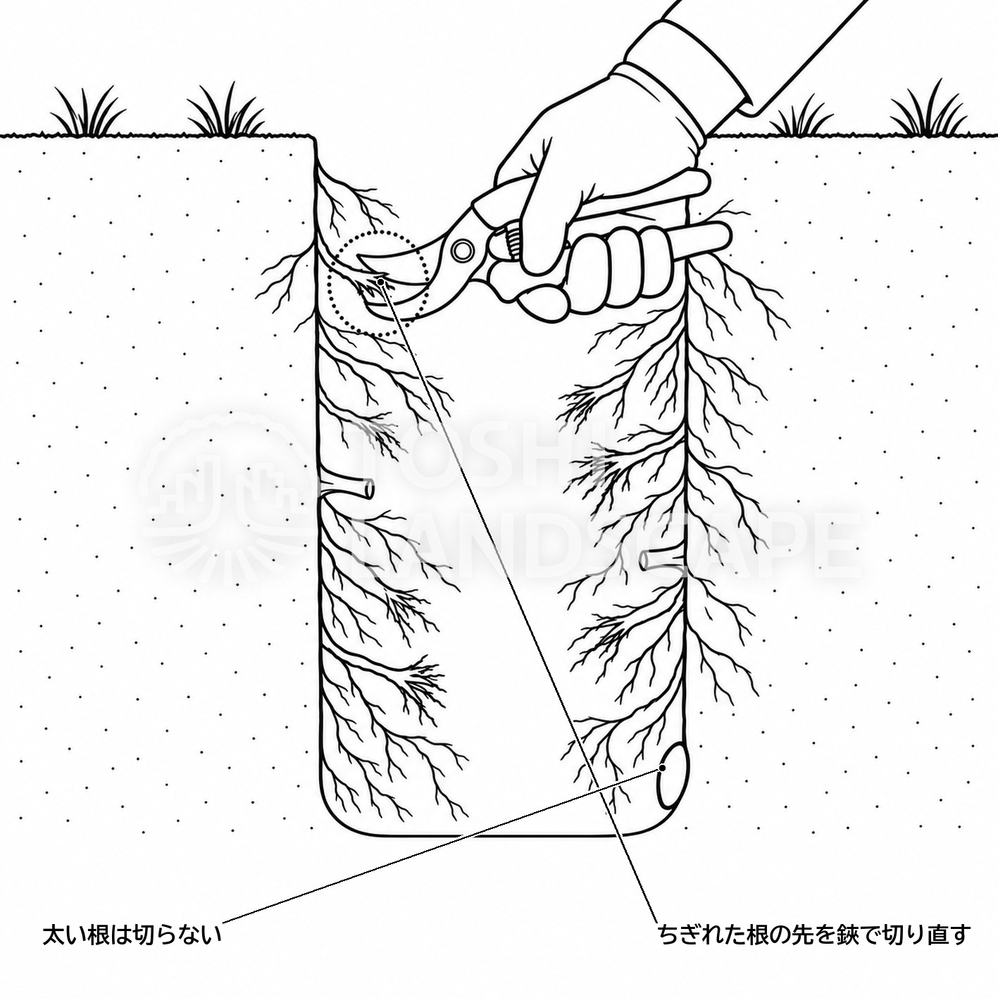 割竹挿入法 根の切り戻し 剪定鋏 細根 縦穴 土壌改良
