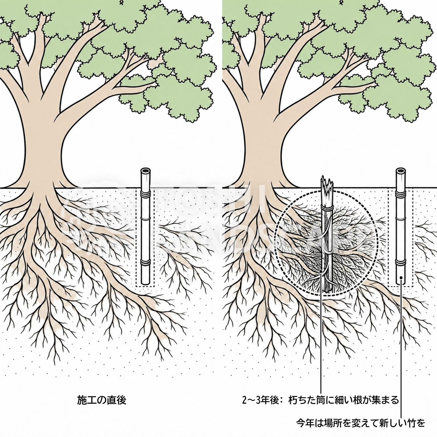 割竹 朽ちる 細根 2〜3年後 筒 割竹挿入法 効果 土壌改良