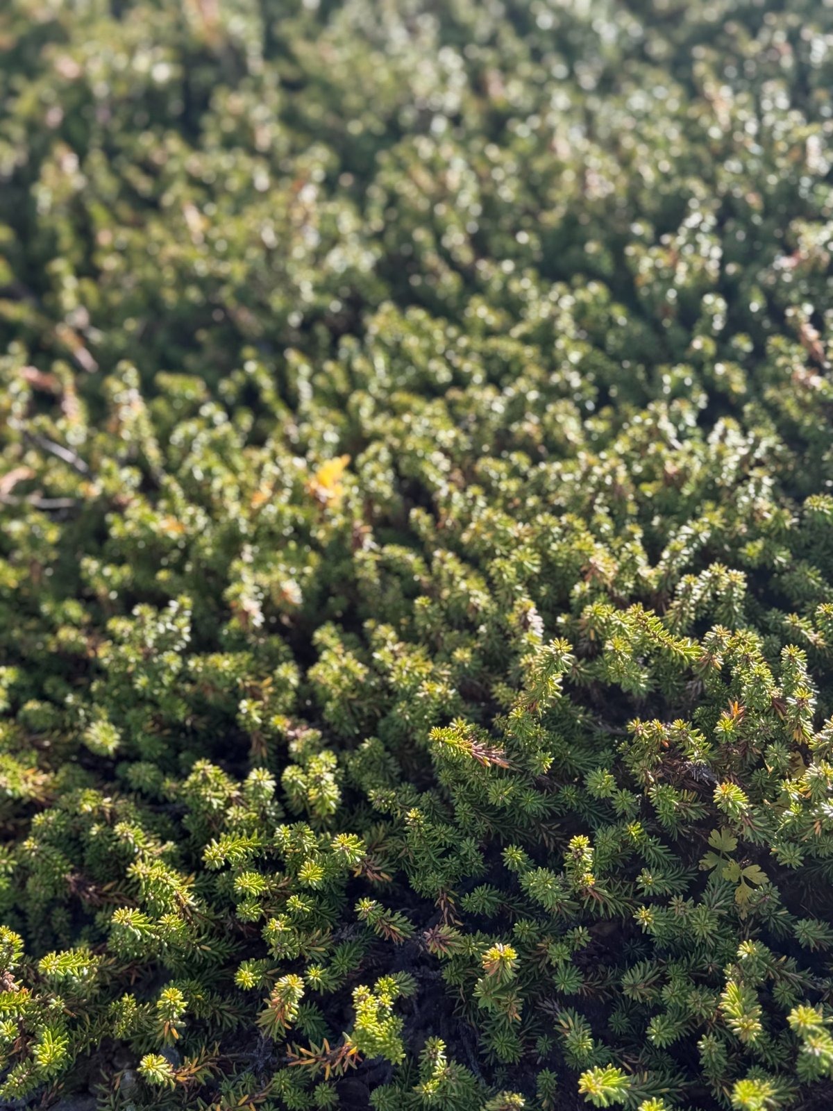 ガンコウラン 蔵王 御釜 高山植物 常緑小低木