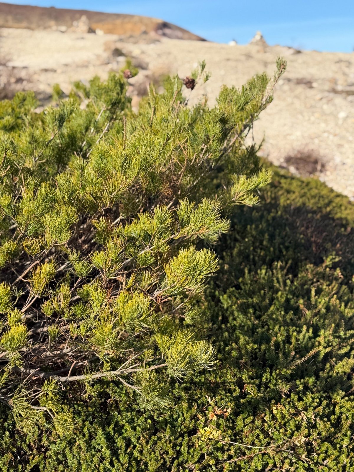蔵王 御釜 ハイマツ ガンコウラン 高山植物 球果