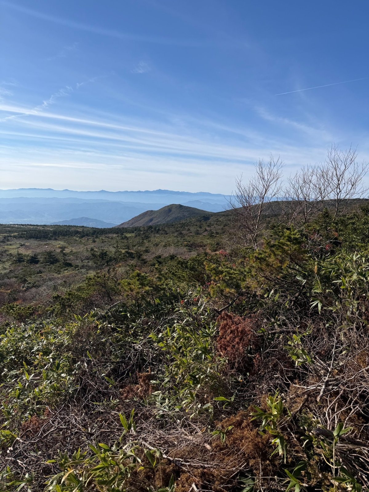 蔵王 稜線 ササ 秋 亜高山帯